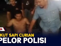 Angkut Sapi Curian Dipelor Polisi