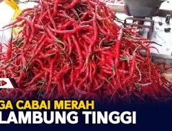 Harga Cabai Merah Melambung Tinggi