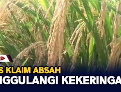 BBWS Klaim Absah Tanggulangi Kekeringan