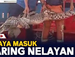 Buaya Masuk Jaring Nelayan