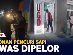 Buronan Pencuri Sapi Tewas Dipelor