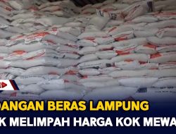 Cadangan Beras Lampung, Stok Melimpah Harga Kok Mewah?