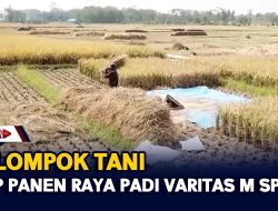 Kelompok Tani Siap Panen Raya Padi Varitas M SP 13B