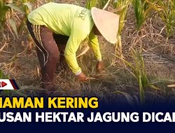 Tanaman Kering, Ratusan Hektar Jagung Dicabut