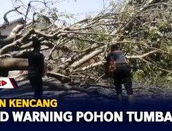 Angin Kencang, BPBD Warning Pohon Tumbang