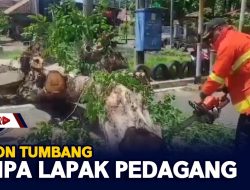 Pohon Tumbang Timpa Lapak Pedagang