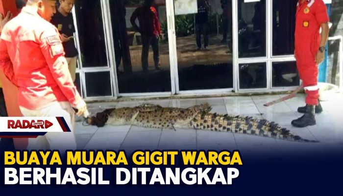 Buaya Muara Gigit Warga Berhasil Ditangkap