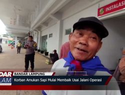 Korban Amukan Sapi Mulai Membaik Usai Jalani Operasi