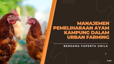 MANAJEMEN PEMELIHARAAN AYAM KAMPUNG DALAM URBAN FARMING