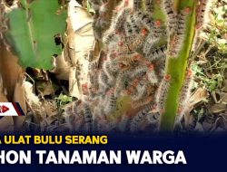 Hama Ulat Bulu Serang Pohon Tanaman Warga