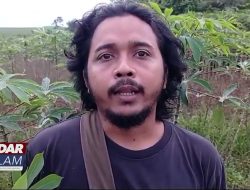 Hama Belalang Serang Tanaman Singkong