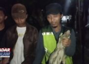 Heboh Biawak Serbu Pekarangan Rumah Warga