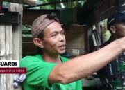 6 Harimau Sumatera Muncul di Persawahan Agam Warga Sembunyi di Pondok