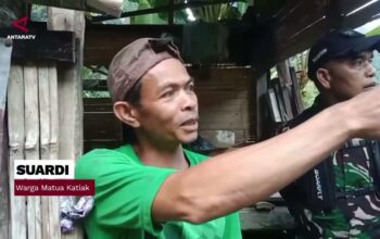 6 Harimau Sumatera Muncul di Persawahan Agam Warga Sembunyi di Pondok