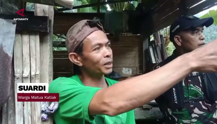6 Harimau Sumatera Muncul di Persawahan Agam Warga Sembunyi di Pondok